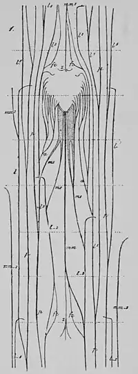 The Oak (Marshall Ward) Fig 11.jpg