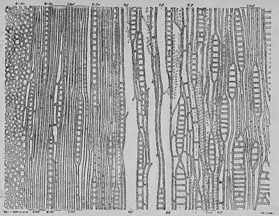 The Oak (Marshall Ward) Fig 15.jpg