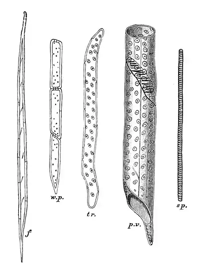 The Oak (Marshall Ward) Fig 16.jpg