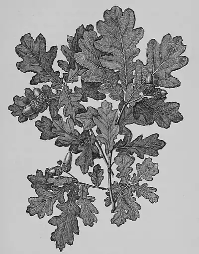 The Oak (Marshall Ward) Fig 20.jpg