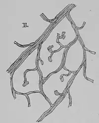 The Oak (Marshall Ward) Fig 21.jpg