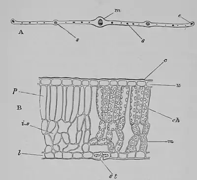 The Oak (Marshall Ward) Fig 22.jpg