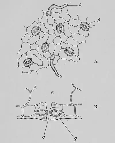 The Oak (Marshall Ward) Fig 23.jpg