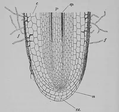 The Oak (Marshall Ward) Fig 25.jpg