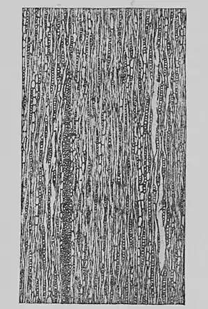 The Oak (Marshall Ward) Fig 27.jpg