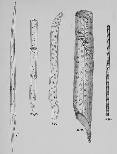 The Oak (Marshall Ward) Fig 28.jpg