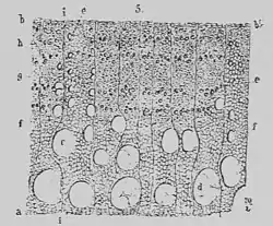The Oak (Marshall Ward) Fig 29.jpg