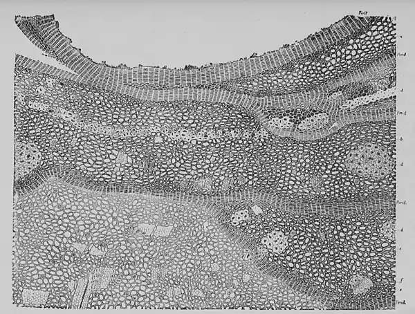 The Oak (Marshall Ward) Fig 30.jpg