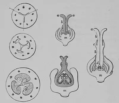 The Oak (Marshall Ward) Fig 34.jpg