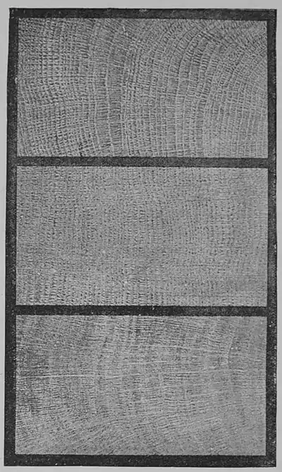 The Oak (Marshall Ward) Fig 39.jpg