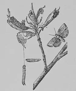 The Oak (Marshall Ward) Fig 40.jpg