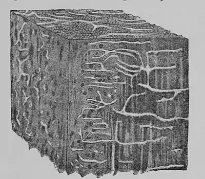 The Oak (Marshall Ward) Fig 45.jpg