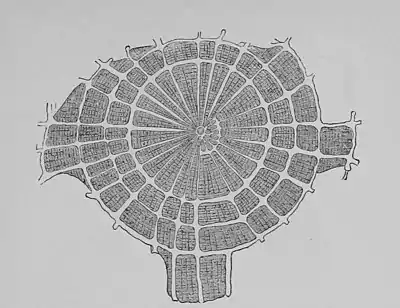 The Oak (Marshall Ward) Fig 48.jpg