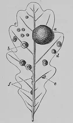 The Oak (Marshall Ward) Fig 51.jpg