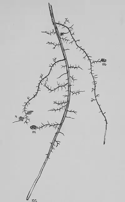 The Oak (Marshall Ward) Fig 7.jpg