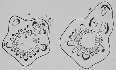 The Oak (Marshall Ward) Fig 9.jpg