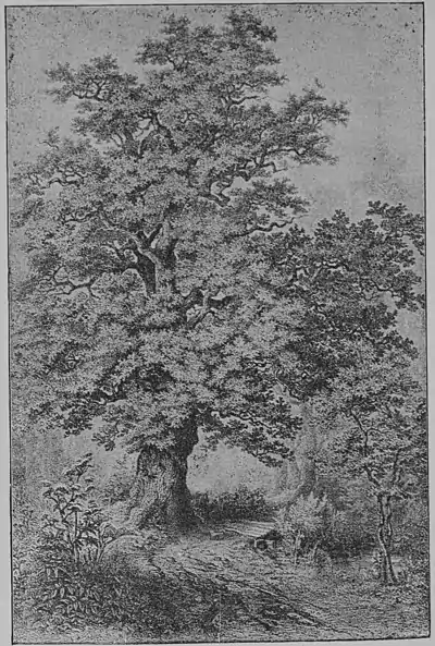 The Oak (Marshall Ward) Plate I.jpg