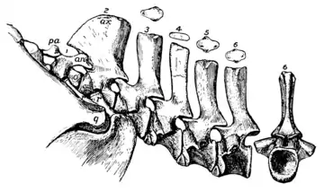 The Osteology of the Reptiles p100.png