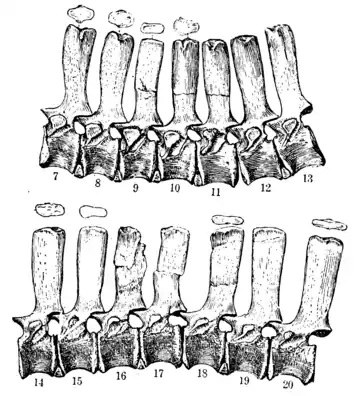 The Osteology of the Reptiles p106.png
