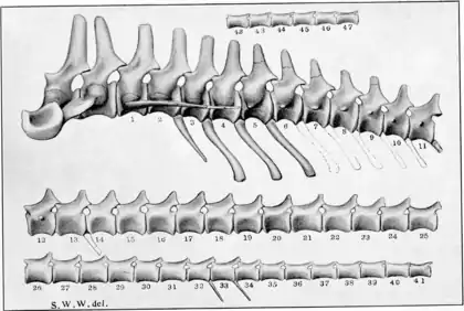 The Osteology of the Reptiles p108.png