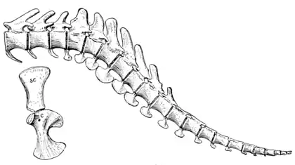 The Osteology of the Reptiles p110.png