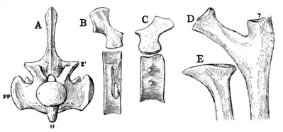 The Osteology of the Reptiles p112.png