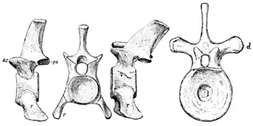 The Osteology of the Reptiles p115 Fig-89.png