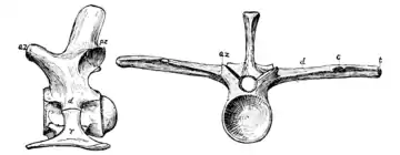 The Osteology of the Reptiles p115 Fig-90.png