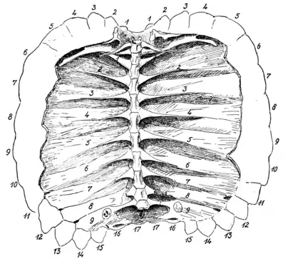 The Osteology of the Reptiles p116.png