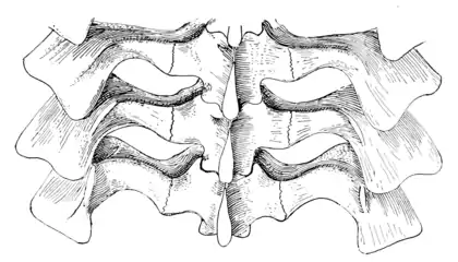 The Osteology of the Reptiles p117 Fig-92.png