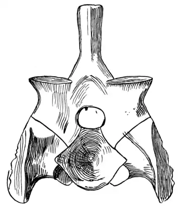 The Osteology of the Reptiles p117 Fig-93.png