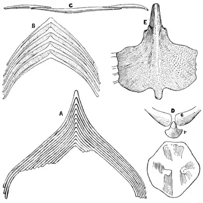 The Osteology of the Reptiles p120.png