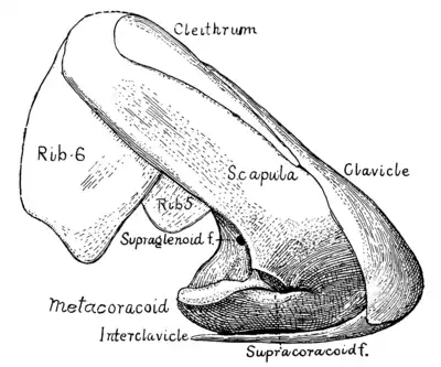 The Osteology of the Reptiles p124.png