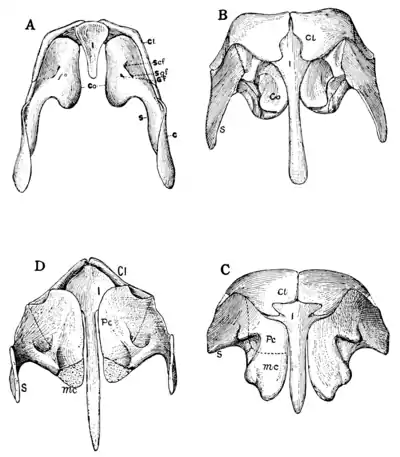 The Osteology of the Reptiles p125.png