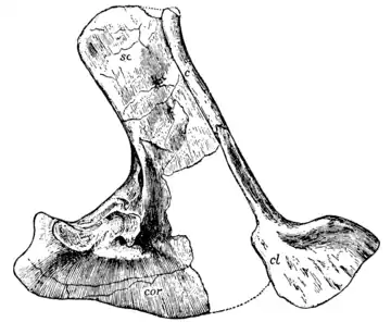 The Osteology of the Reptiles p128.png