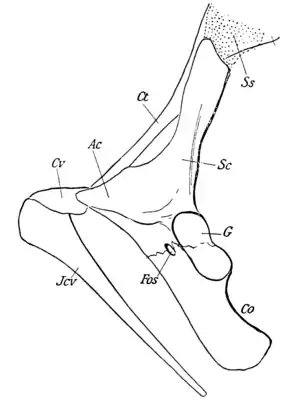 The Osteology of the Reptiles p129 Fig-100.png