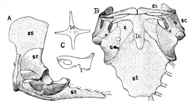 The Osteology of the Reptiles p129 Fig-99.png