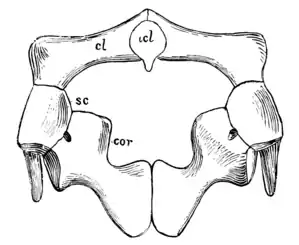 The Osteology of the Reptiles p130 Fig-101.png