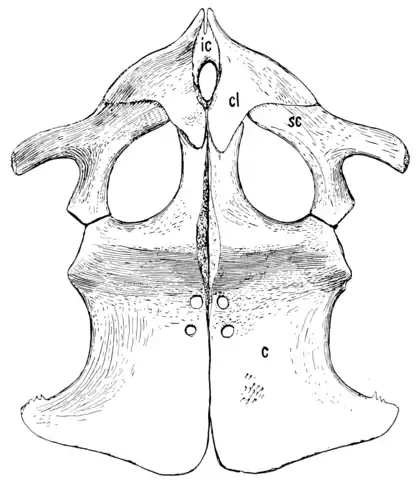 The Osteology of the Reptiles p130 Fig-102.png