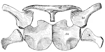 The Osteology of the Reptiles p131 Fig-103.png