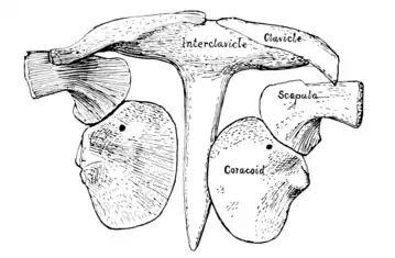 The Osteology of the Reptiles p131 Fig-104.png