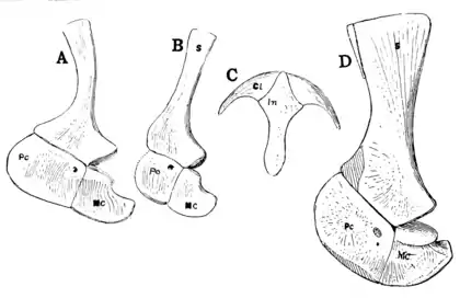 The Osteology of the Reptiles p134.png