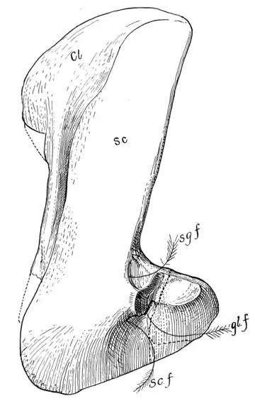 The Osteology of the Reptiles p136.png