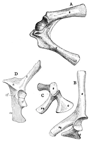 The Osteology of the Reptiles p138.png