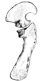 The Osteology of the Reptiles p141 Fig-111.png