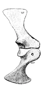 The Osteology of the Reptiles p141 Fig-112.png