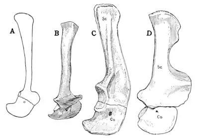The Osteology of the Reptiles p141 Fig-113.png