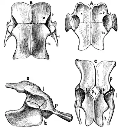 The Osteology of the Reptiles p143.png