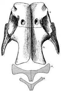 The Osteology of the Reptiles p144 Fig-115.png
