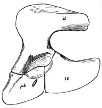 The Osteology of the Reptiles p144 Fig-116.png